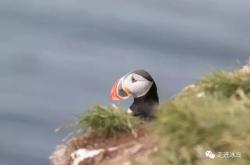 Puffin 海鹦的奇妙世界：揭秘其独特外观、捕食技巧与生存挑战