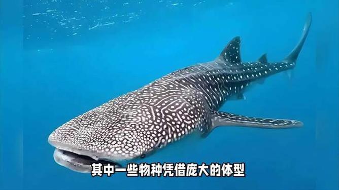 探索海洋巨兽，了解最大的鱼类