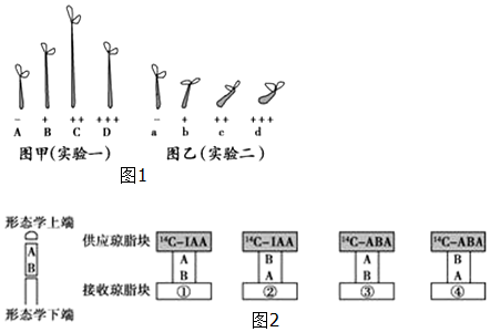 细胞分裂2，深入探索细胞分裂的奥秘
