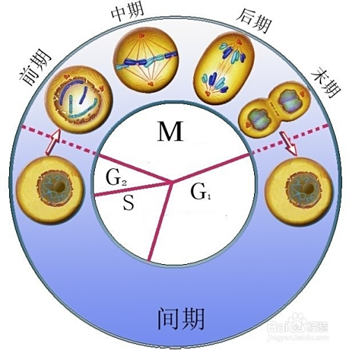 细胞分裂2，深入探索细胞分裂的奥秘