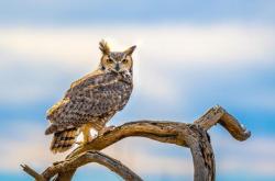 无限猫头鹰是永久的吗
