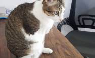 女子与流浪猫贴贴不慎被咬伤眼部