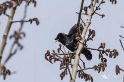 探索自然的乐章，鸟叫声大全的奥秘与魅力