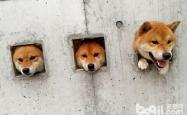 柴犬币购买指南，从入门到精通