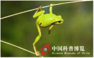 青蛙与蚊子，自然界中的微妙平衡