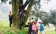 骑蛇难下，探索双海棠书院的神秘之旅