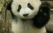 金馆长熊猫，萌态可掬的守护者，数字化转型的桥梁
