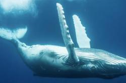 深海的温柔，鲸落的寓意与生态意义