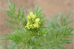 鸣草位置全攻略：轻松找到会唱歌的野草，野外识别不再难