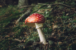 忧郁蘑菇全攻略：从种植到食用的神奇功效与实用技巧