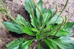 金棘草：从传奇植物到养生宝藏，揭秘其神奇功效与种植采收全攻略