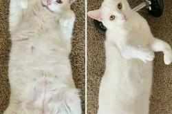 围住神经猫攻略：轻松掌握技巧，快速困住猫咪，告别失败烦恼