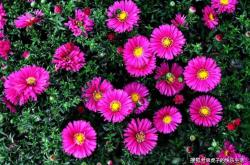 伤心花是什么？揭秘文学中忧郁花朵的植物特征与文化象征