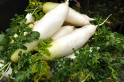 保护萝卜：轻松掌握种植技巧，收获饱满多汁的完美萝卜