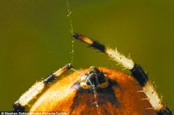 蜘蛛丝：揭秘自然界的超级材料，如何用轻盈与坚韧解决医疗、纺织与防护难题