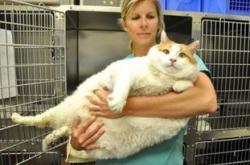 上海老城街铺里,那些自在生活的猫猫们