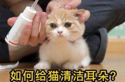 出发吧麦芬猫猫包全攻略留存与推荐指南