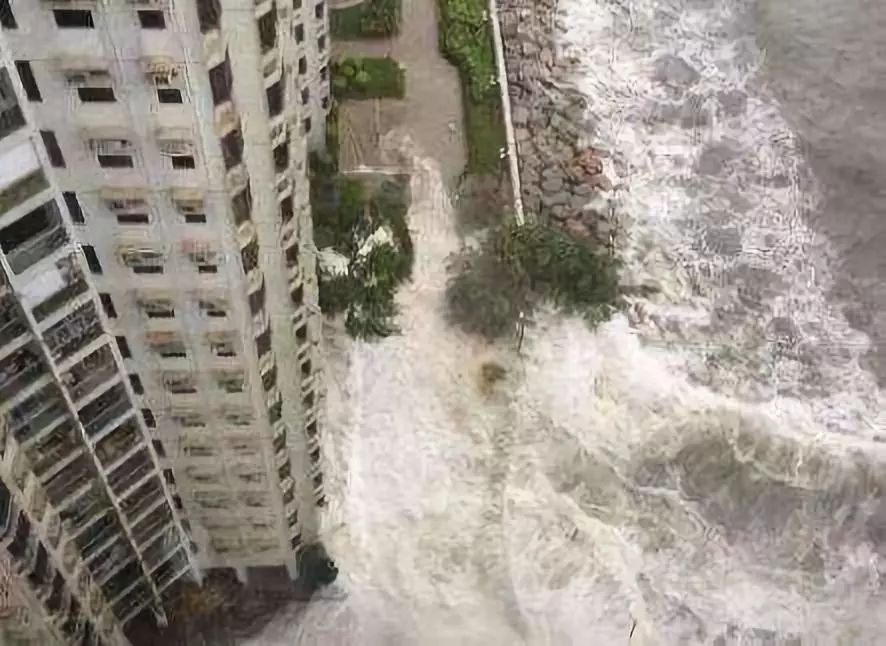 湛江之痛，台风肆虐下的香蕉林悲剧