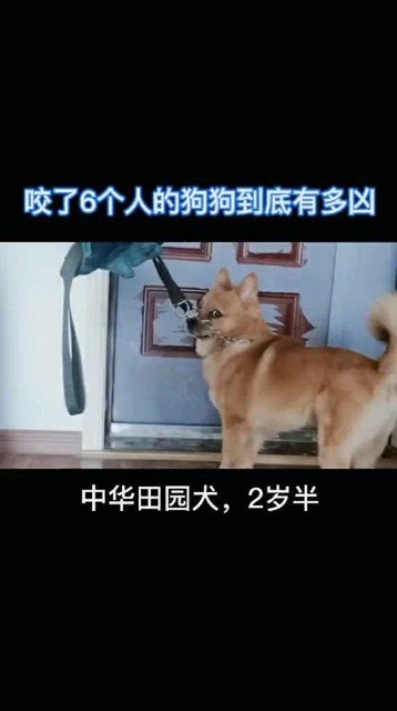 狗子太空步的奇妙经历