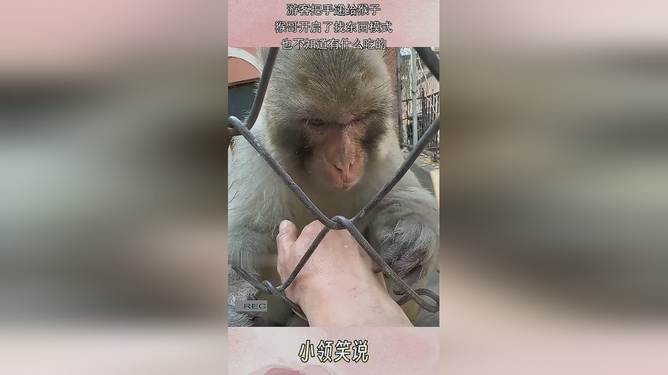 游客拿弹弓防猴子反被猴哥揍，人与自然的和谐共处之道