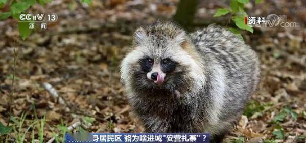 投喂浣熊引发百余只包围事件，人与自然和谐共处的反思