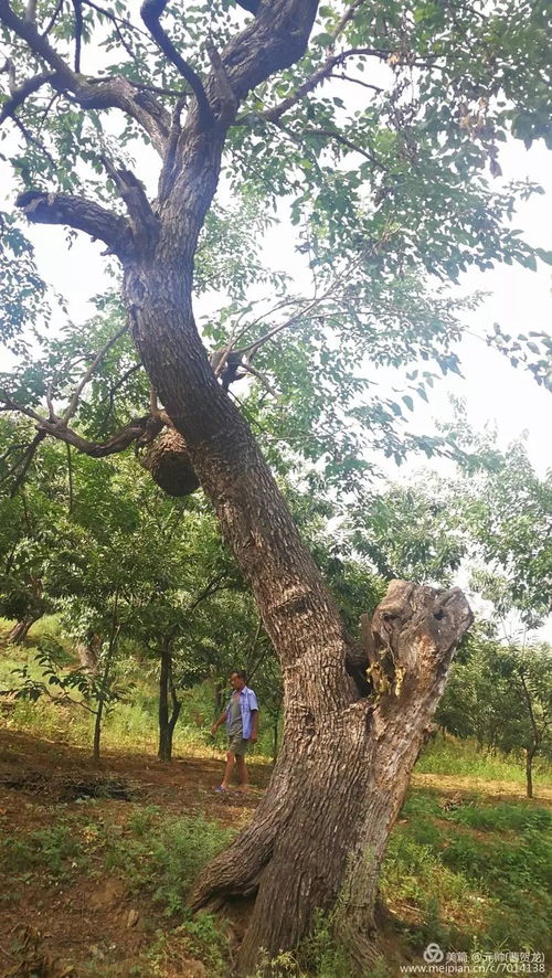 长白山珍稀古树群，守护自然遗产，探寻生态奇迹