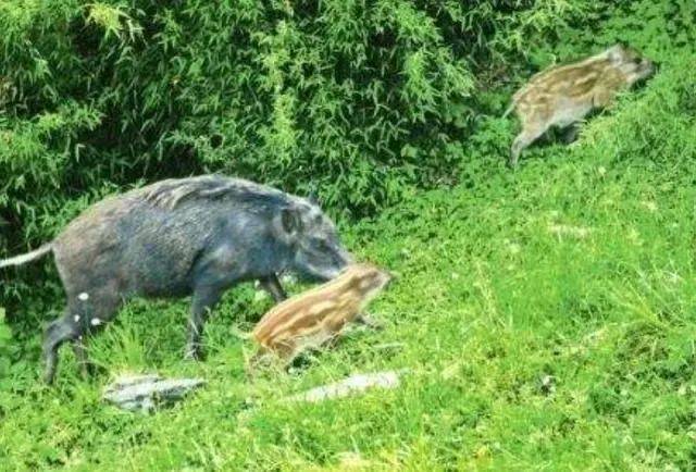 上海野猪攻击人事件背后的真相