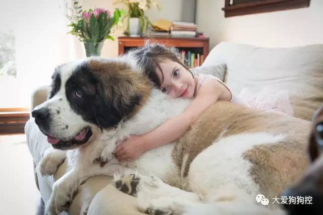 大冰的忠实伙伴，圣伯纳犬的魅力