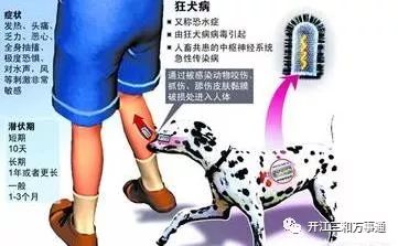 悲剧！居民因自家狗咬伤感染狂犬病不幸离世