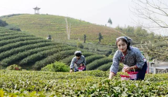 茶园物语，绿意盎然的诗篇与生活哲学