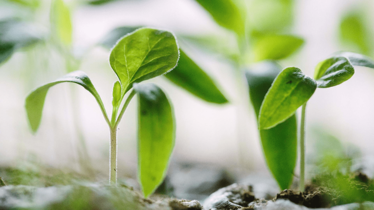 探索忘忧草的奥秘，如何通过观赏植物来提升心理健康