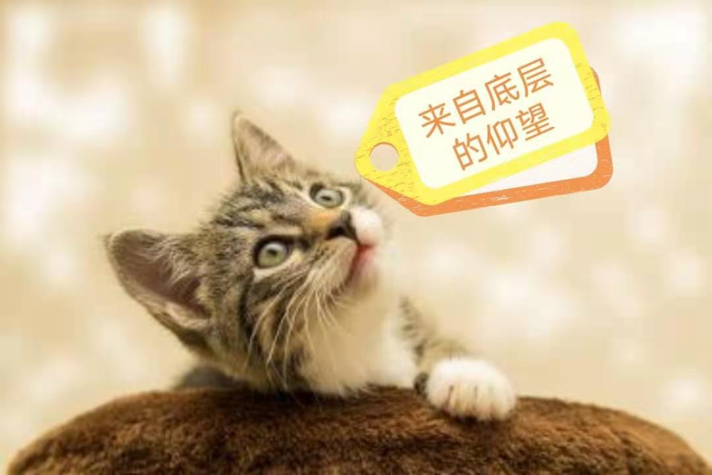 猫咪破解版，虚拟世界的宠物养成与现实生活的爱宠情怀