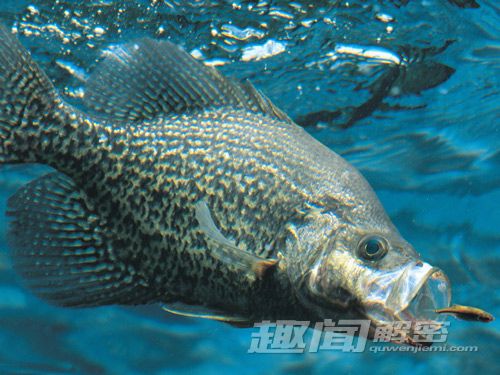 深海霸主的秘密，探索霸王刺皮鱼的奇妙世界