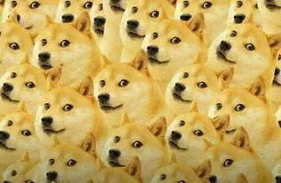 柴犬币购买指南，开启你的数字货币之旅