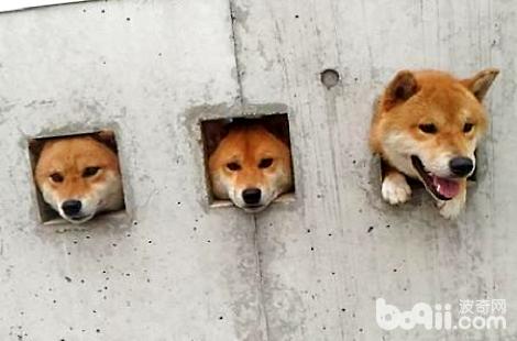 柴犬币购买指南，从入门到精通