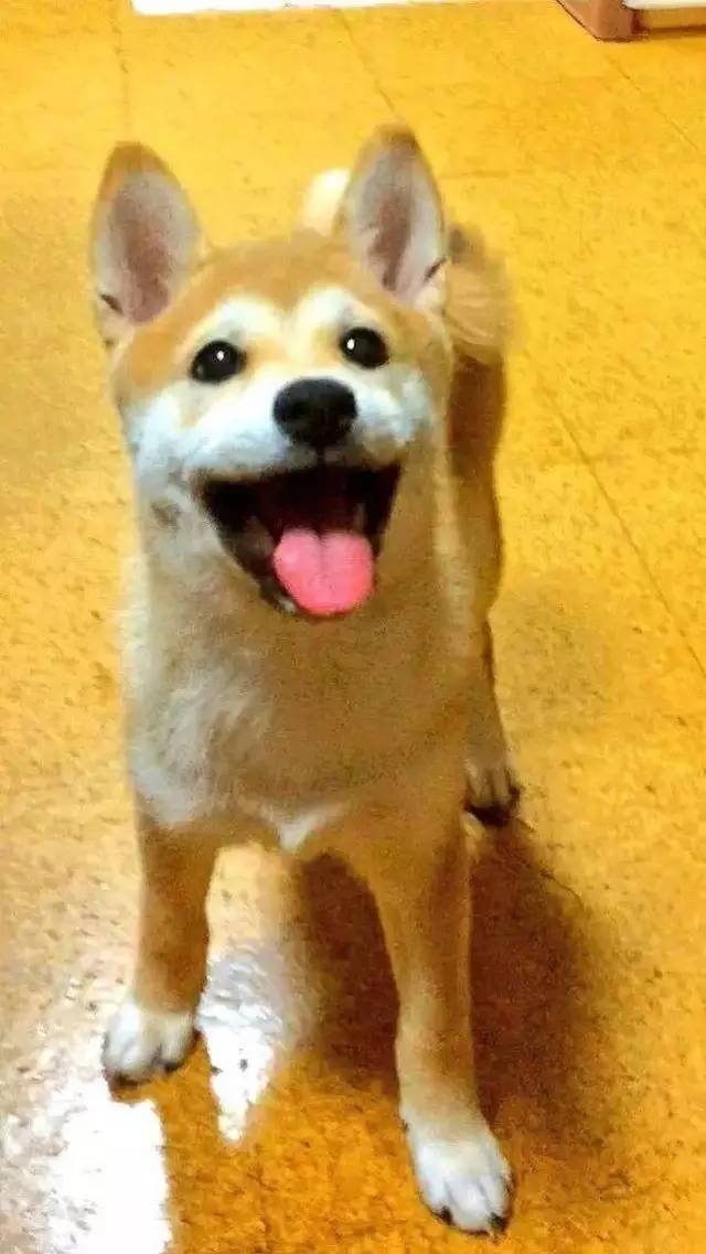 柴犬币购买指南，从入门到精通
