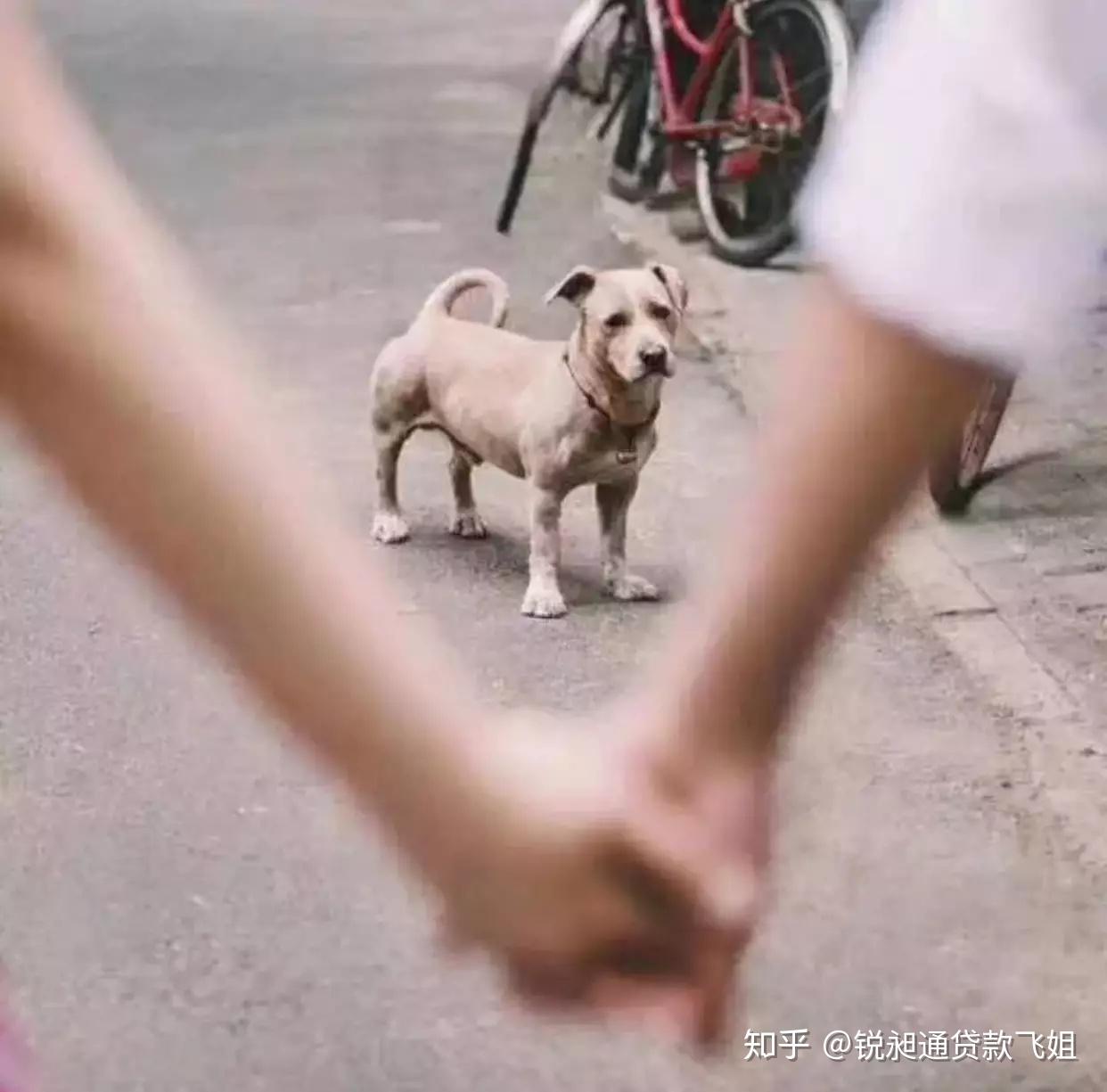 揭秘舔狗文化,现象、影响与应对策略 揭秘舔狗文化,现象、影响与应对策略