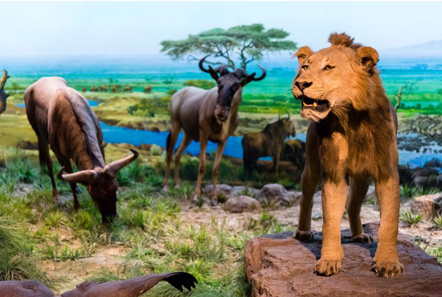 动物世界下载：高清完整版免费安装指南，轻松探索自然奥秘