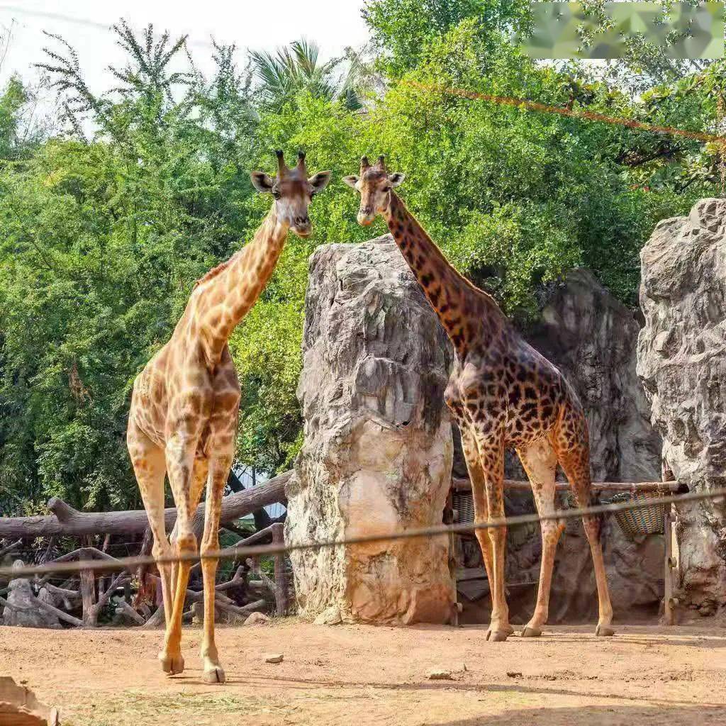 动物世界下载：高清完整版免费安装指南，轻松探索自然奥秘