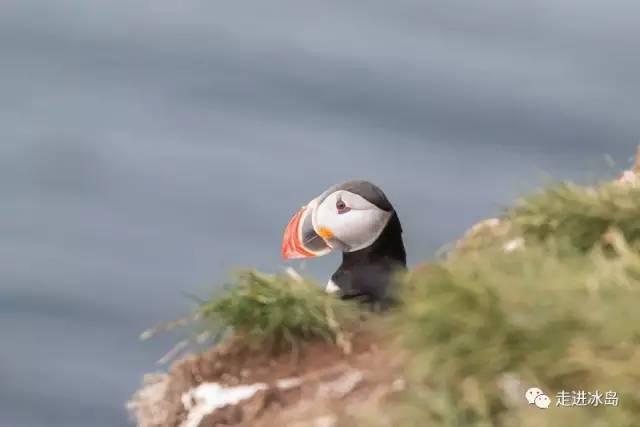 Puffin 海鹦的奇妙世界：揭秘其独特外观、捕食技巧与生存挑战