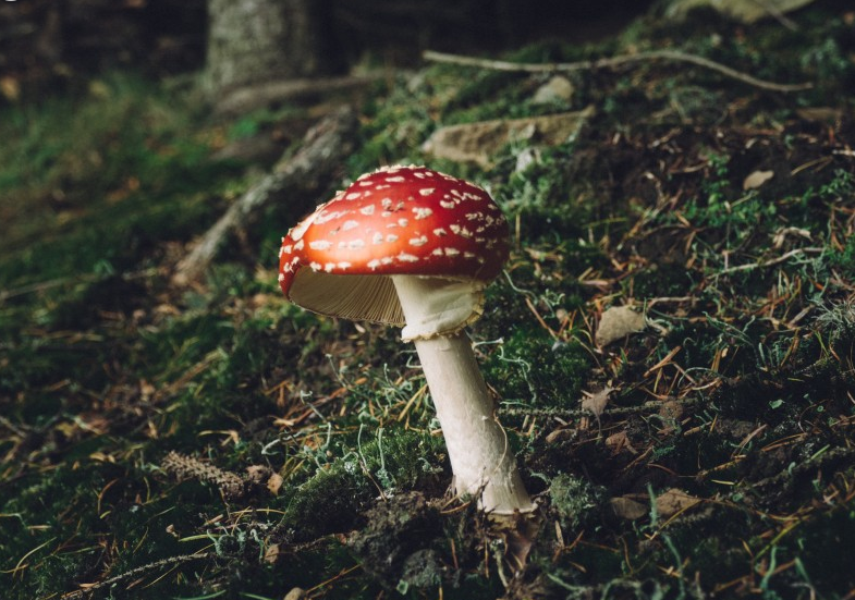 忧郁蘑菇全攻略：从种植到食用的神奇功效与实用技巧