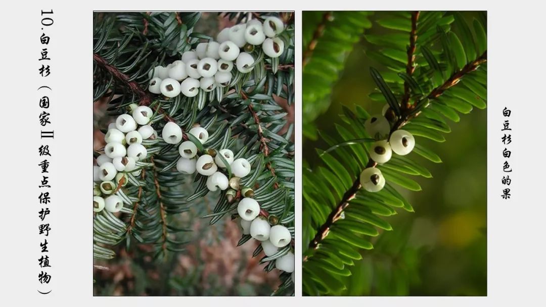 金棘草：从传奇植物到养生宝藏，揭秘其神奇功效与种植采收全攻略
