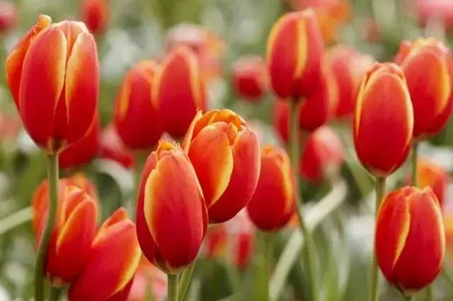 伤心花是什么？揭秘文学中忧郁花朵的植物特征与文化象征