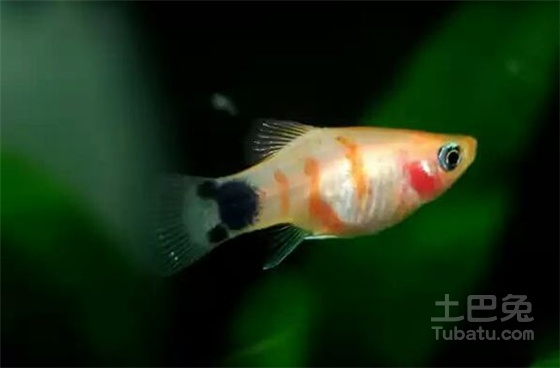 泡泡鱼养殖全攻略：从品种选择到繁殖技巧，轻松养出健康优雅的水泡金鱼