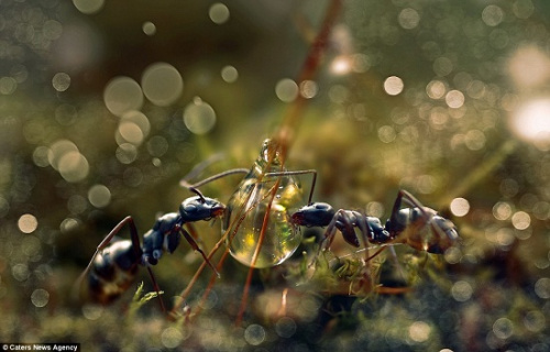 蚂蚁世界探秘：高效分工与生存智慧，带你走进微观社会的神奇运转