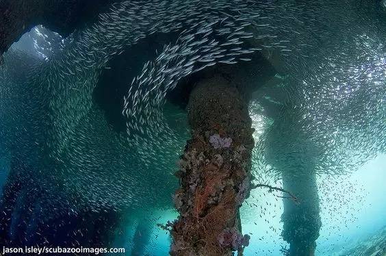 闪电豹的生存智慧与保护：揭秘热带雨林顶级掠食者的神秘踪迹