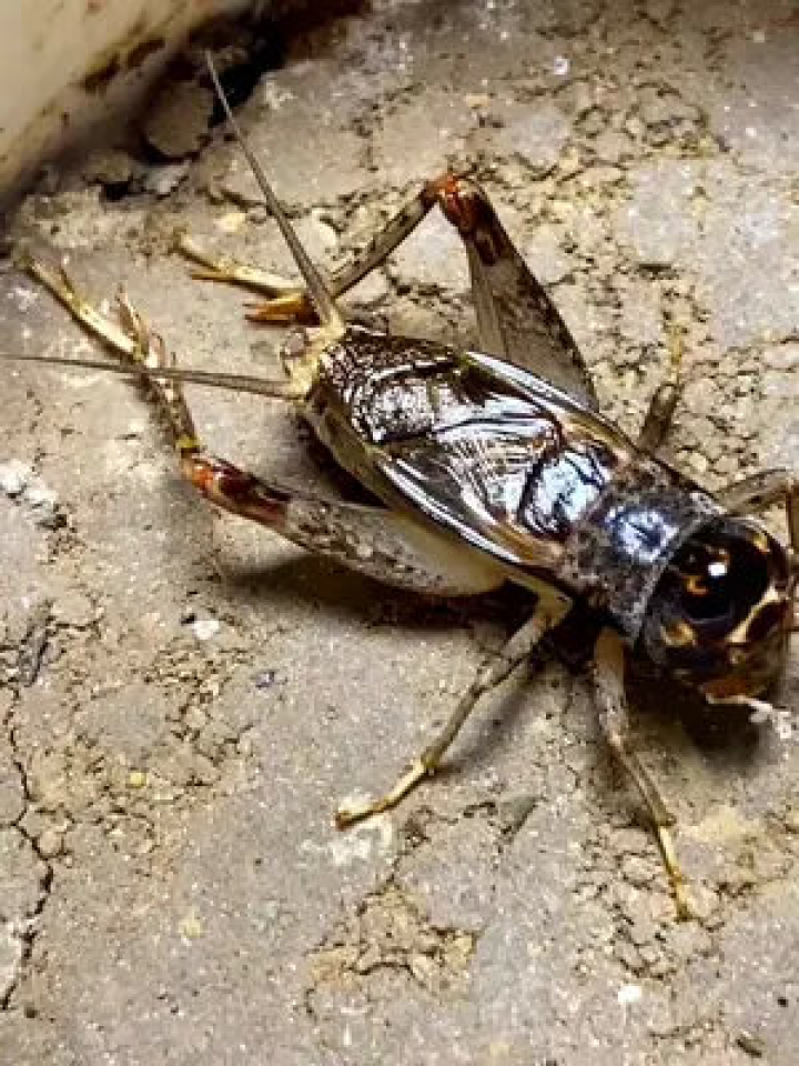 蟋蟀15养殖全攻略：从饲养到销售，轻松掌握高蛋白昆虫养殖技巧