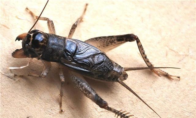 蟋蟀15养殖全攻略：从饲养到销售，轻松掌握高蛋白昆虫养殖技巧