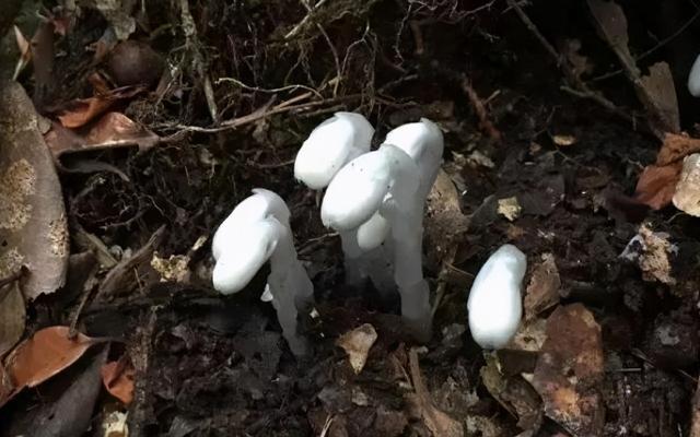 烈焰菇种植方法全揭秘：从深山珍品到餐桌美味的便捷培育指南