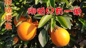 保护橙子全攻略：从果园到餐桌的保鲜秘诀，让每一口都新鲜多汁